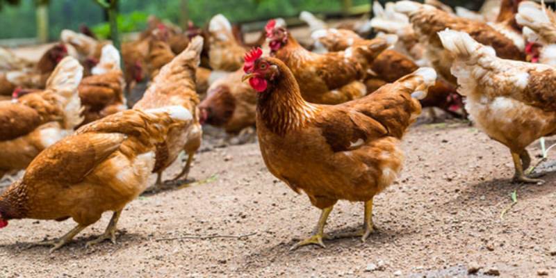 Các cách chữa gà chọi bị khò khè được nhiều người áp dụng