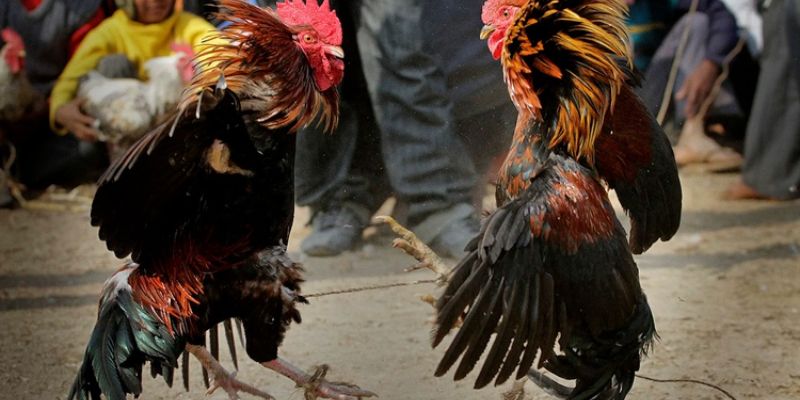 Các giống gà phổ biến thường xuất hiện trong trường gà Savan