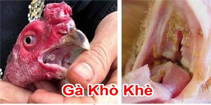 Dấu hiệu cơ bản giúp bạn nhận biết gà chọi bị khò khè