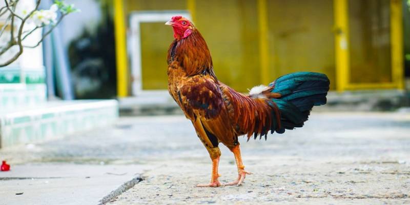 Gà chọi là gà gì?