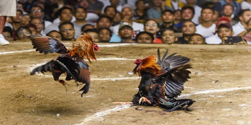 Lưu ý quan trọng khi kê thủ xem ngày đá gà