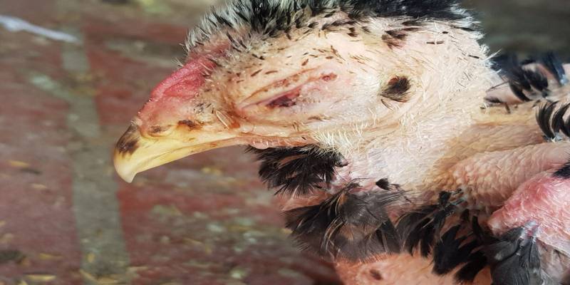 Điểm qua cách chữa gà bị đục mắt được chuyên gia chia sẻ