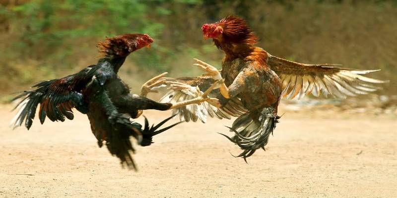 Nguồn gốc của các giống gà chọi là gà gì?