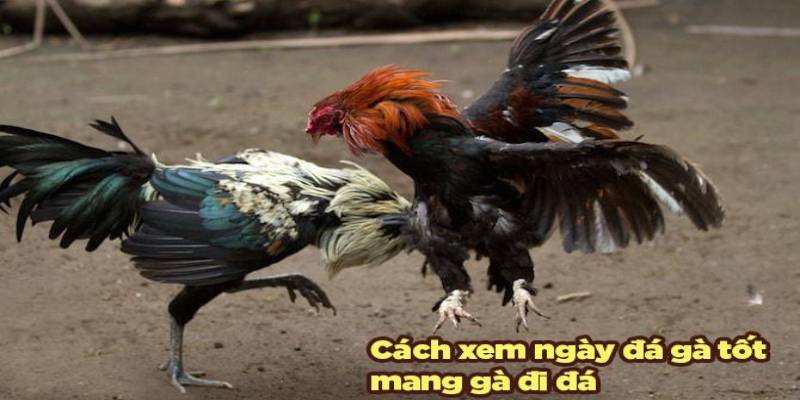 Những cách xem ngày đá gà được nhiều kê thủ áp dụng