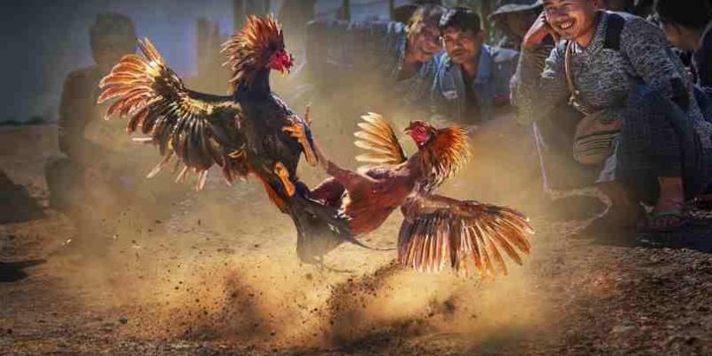 Những ưu điểm khi bạn theo dõi trường gà Savan tại For88
