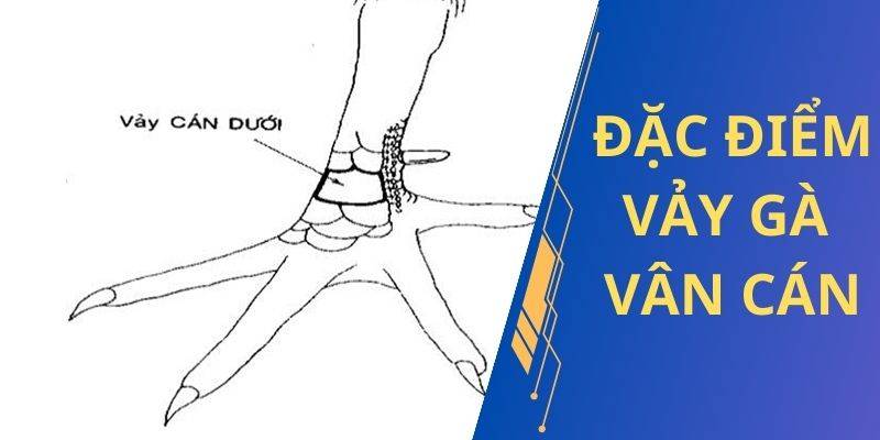 Những vị trí của vảy vấn cán hoành khai thường xuất hiện