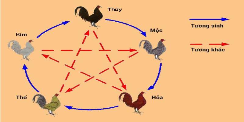 Tổng hợp những khung mạng khác nhau trong cách xem màu mạng gà đá theo ngày