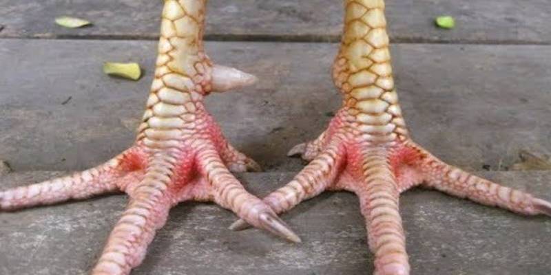 Tổng quan thông tin về vảy vấn cán hoành khai