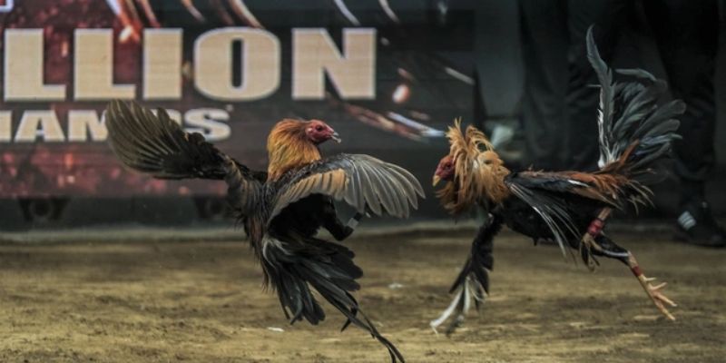 Trường gà Savan là gì?