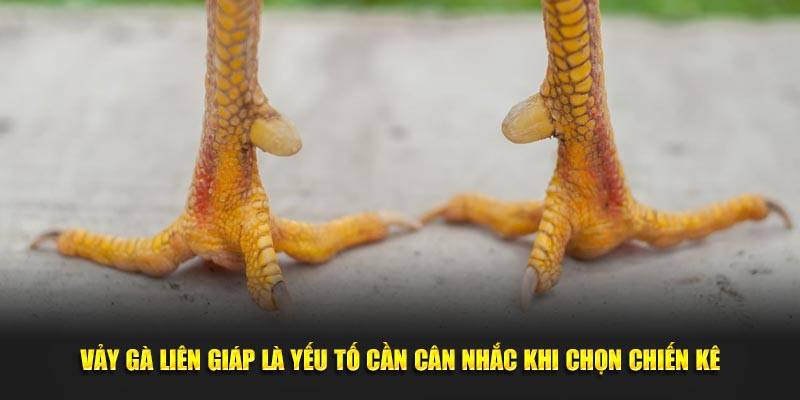 Vảy liên giáp có giúp chiến kê đá tốt hay không?